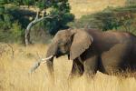 African Elephants, tusk, ivory, AMED01_013