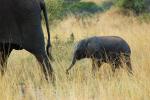 African Elephant baby, AMED01_014