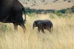 Baby African Elephant, AMED01_016