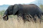 African Elephants, tusk, ivory, AMED01_018