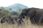 African Elephants, tusk, ivory, AMED01_019
