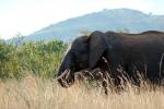African Elephant tusk, ivory, AMED01_020