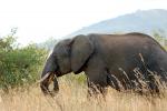 African Elephants tusk, ivory, AMED01_021