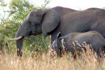 African Elephants, tusk, ivory, baby, AMED01_023