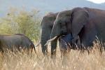African Elephants, tusk, ivory, AMED01_024