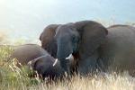 African Elephants, tusk, ivory, AMED01_025