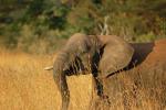 African Elephants, AMED01_026