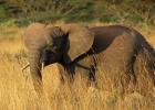 African Elephants, AMED01_027