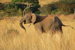 African Elephant baby, AMED01_028