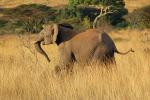 African Elephant baby, AMED01_029