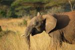 African Elephant baby, AMED01_030
