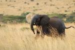 African Elephant baby, AMED01_031