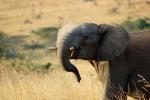 African Elephants, tusk, ivory, AMED01_032