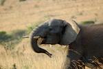 African Elephants, tusk, ivory, baby, AMED01_033