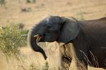 African Elephants, tusk, ivory, AMED01_034