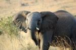 African Elephants, tusk, ivory, AMED01_035