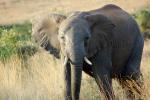 African Elephants, tusk, ivory, AMED01_036