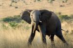 African Elephants, tusk, ivory, AMED01_037