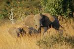 African Elephants, AMED01_038