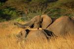 African Elephants, AMED01_039