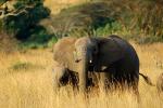 African Elephants, AMED01_040