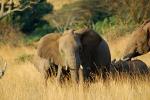 African Elephants, AMED01_041