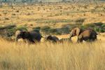 African Elephants, AMED01_042