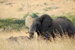 African Elephants, AMED01_043