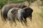 African Elephants, baby, AMED01_044
