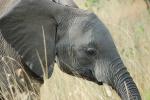 Tusks, African Elephants, baby, ivory, AMED01_046