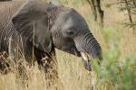 Tusks, African Elephants, baby, ivory, AMED01_047