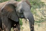 African Elephants, AMED01_049