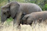 African Elephants, AMED01_052