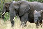 African Elephants, tusk, ivory, AMED01_053