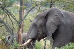 Tusks, African Elephants, ivory, AMED01_055