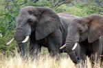 Tusks, African Elephants, ivory, AMED01_056