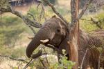 African Elephants, tusk, ivory, AMED01_057
