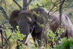 African Elephants, AMED01_059