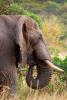 African Elephants, tusk, ivory, AMED01_064