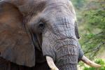 African Elephants, tusk, ivory, AMED01_065