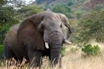 African Elephants, tusk, ivory, AMED01_066