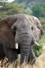 African Elephants, tusk, ivory, AMED01_067
