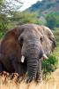 African Elephants, tusk, ivory, AMED01_068