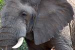 African Elephants, tusk, ivory, AMED01_070