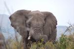 African Elephants, AMED01_076