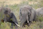 Tusks, African Elephants, ivory, AMED01_077