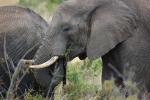 Tusks, African Elephants, ivory, AMED01_078