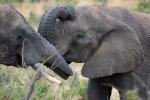 Tusks, African Elephants, ivory, AMED01_079