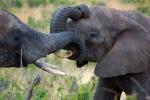 Tusks, African Elephants, ivory, AMED01_080