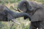 Tusks, African Elephants, ivory, AMED01_081